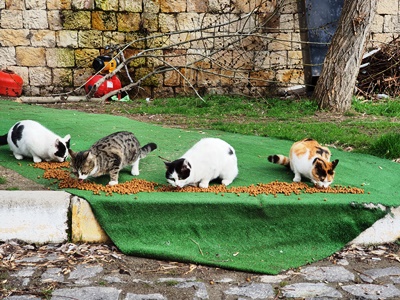 Göreme’de sokaktaki dostlar unutulmuyor