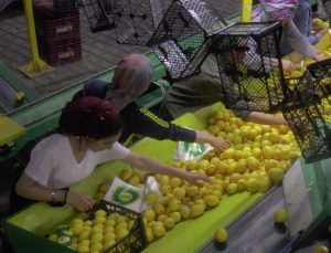 150 bin ton limon sevkiyatı devam ediyor