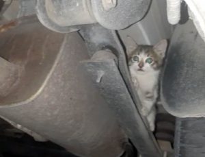 Otomobilin çamurluğuna sıkışan kediyi itfaiye kurtardı