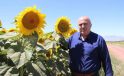 Karaman’da ayçiçeği ekimi yüzde 50 arttı