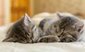 Kediler için ölümcül tehdit: FIP hastalığı