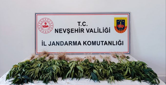 Nevşehir’de Uyuşturucu Operasyonu: 26 Kök Skunk Ele Geçirildi