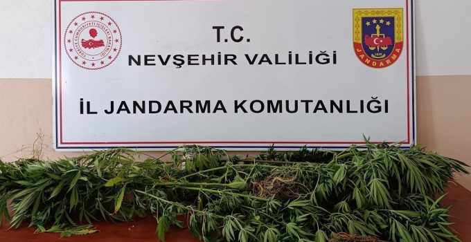 Ortahisar’da 27 Kök Kenevir Ele Geçirildi: 1 Gözaltı