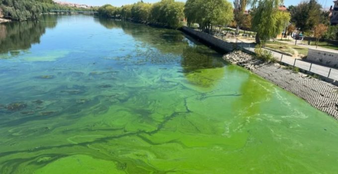 Kızılırmak Nehri’nde Alg Patlaması Uyarısı