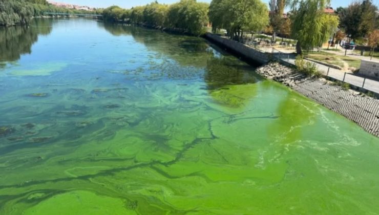 Kızılırmak Nehri’nde Alg Patlaması Uyarısı