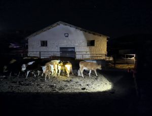 Ürgüp’te Kaybolan 14 Büyükbaş Bulundu