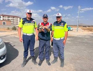 Derinkuyu’da Bitkin Halde Bulunan Kuş,Tedavi Edildi