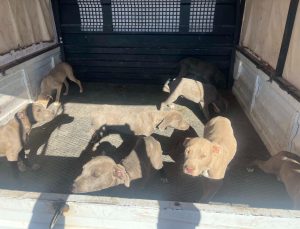 Nevşehir’de Yasaklı Irk Operasyonu: 8 Köpek Bakımevine Teslim Edildi