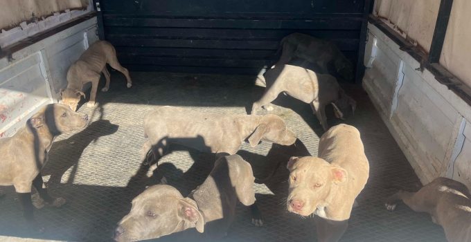 Nevşehir’de Yasaklı Irk Operasyonu: 8 Köpek Bakımevine Teslim Edildi