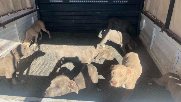 Nevşehir’de Yasaklı Irk Operasyonu: 8 Köpek Bakımevine Teslim Edildi