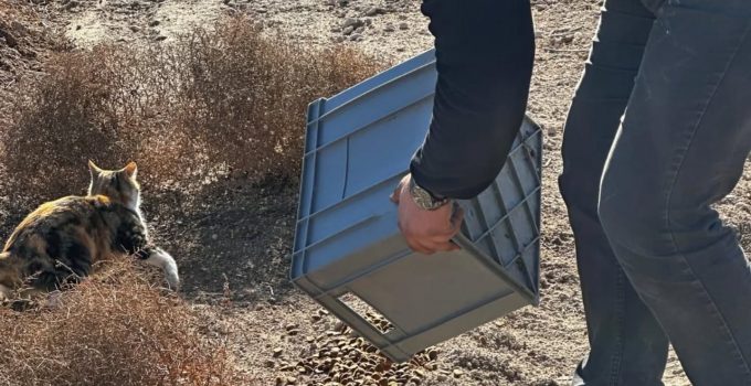 Gülşehir Belediyesi’nden Sokak Hayvanlarına Mama Desteği