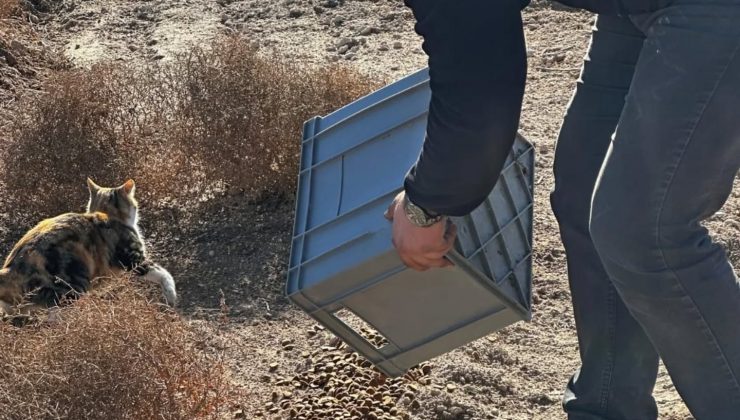 Gülşehir Belediyesi’nden Sokak Hayvanlarına Mama Desteği