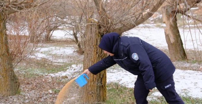 Gülşehir Belediyesi’nden Sokak Hayvanlarına Kış Desteği