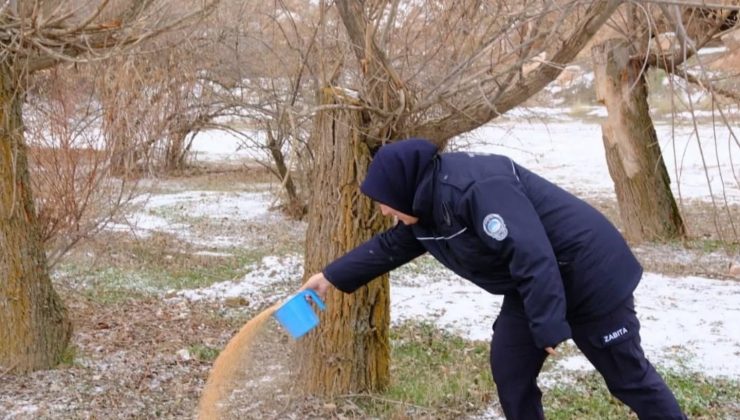 Gülşehir Belediyesi’nden Sokak Hayvanlarına Kış Desteği