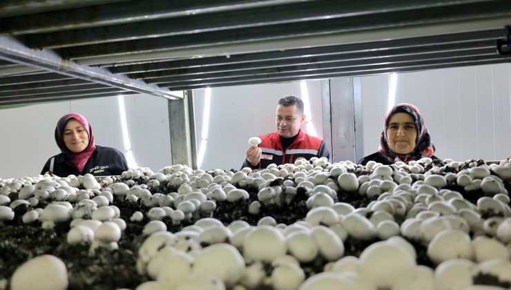 Gülşehir’de KKYDP Kapsamında Tamamlanan Mantarcılık Projesi Yerinde İncelendi