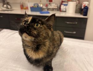 Yaralı Kedi Okulda Şefkatle Tedavi Edildi