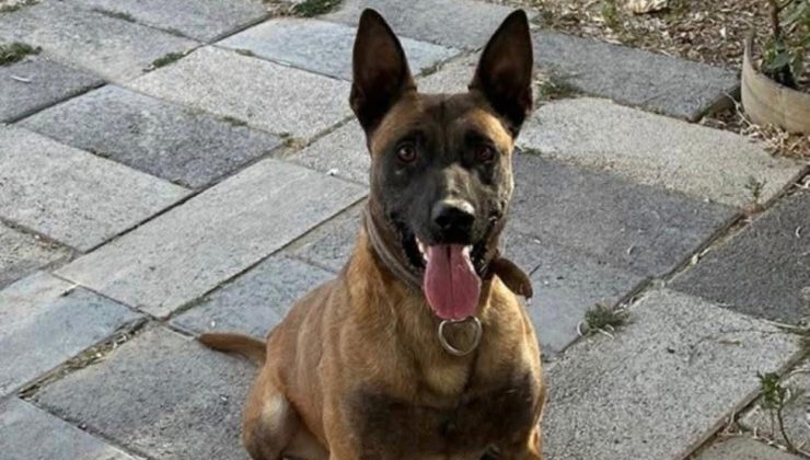 Göreme’de “Ateş” İsimli Köpek Kayboldu