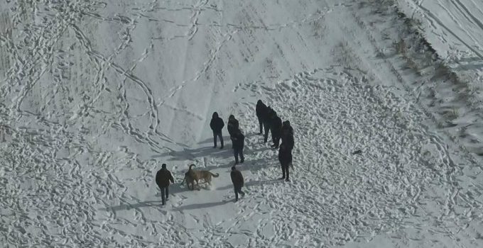 Jandarmadan Köpek Dövüşüne Geçit Yok