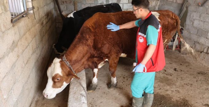 Nevşehir’de İlkbahar Şap Aşılama Kampanyası Sürüyor