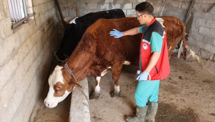 Nevşehir’de İlkbahar Şap Aşılama Kampanyası Sürüyor