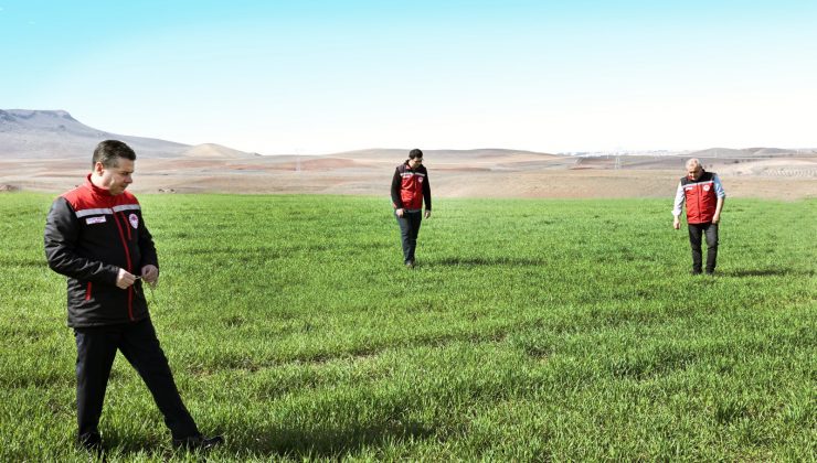 Nevşehir’de Tarla Faresine Yönelik İnceleme Yapıldı