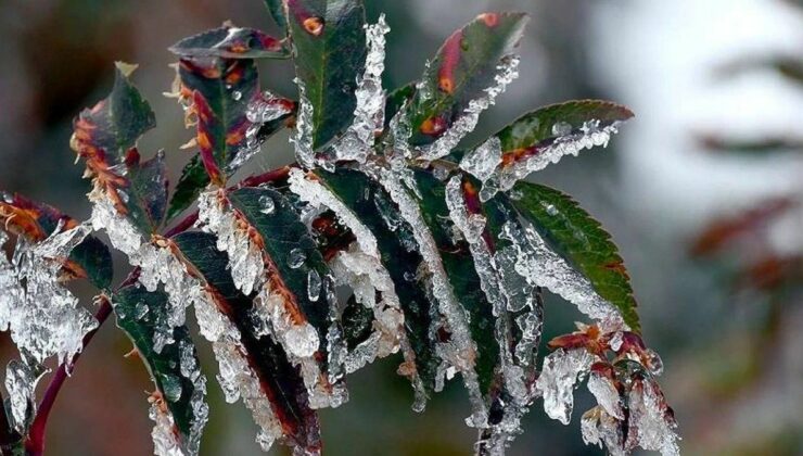 Nevşehir Valiliğinden Zirai Don Uyarısı