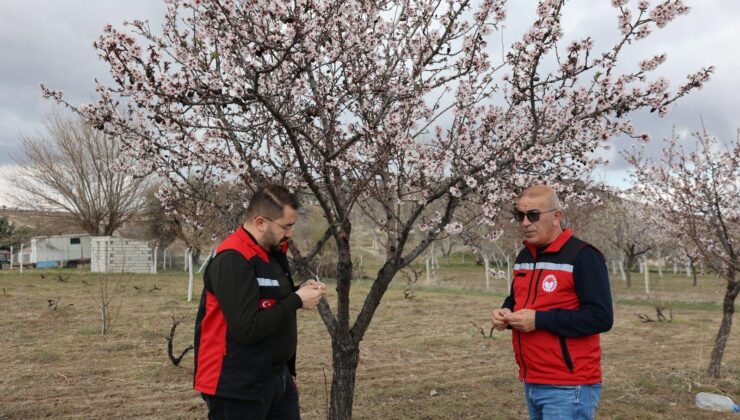 Zirai Don Zararı ile Mücadele ve Tespit Çalışmaları Sürüyor