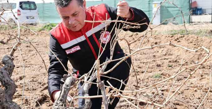 Nevşehir’de Bağ Budama Çalışmaları Tamamlandı