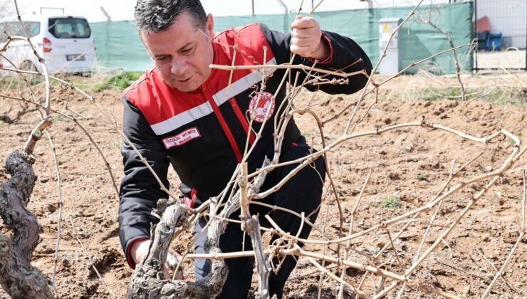 Nevşehir’de Bağ Budama Çalışmaları Tamamlandı