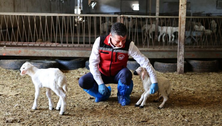 Nevşehir’de Küpeleme Çalışmalarıyla Hayvanlar Kayıt Altına Alınıyor