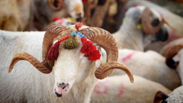 Diyanet Açıkladı: Vekaletle Kurban Kesim Bedelleri Belli Oldu