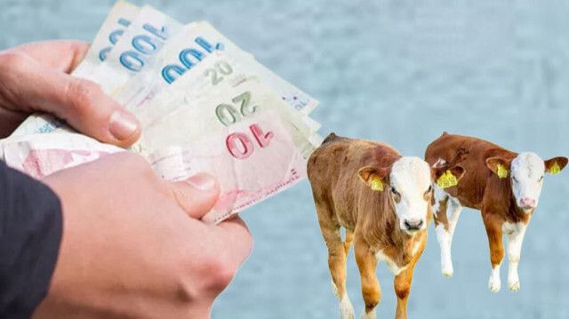 Nevşehir’de Buzağı Destekleme Ödemeleri Hesaplara Yatıyor