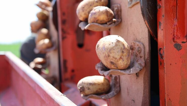 Yerli Ve Milli Patates Çeşitleri Nevşehir’de Toprakla Buluştu