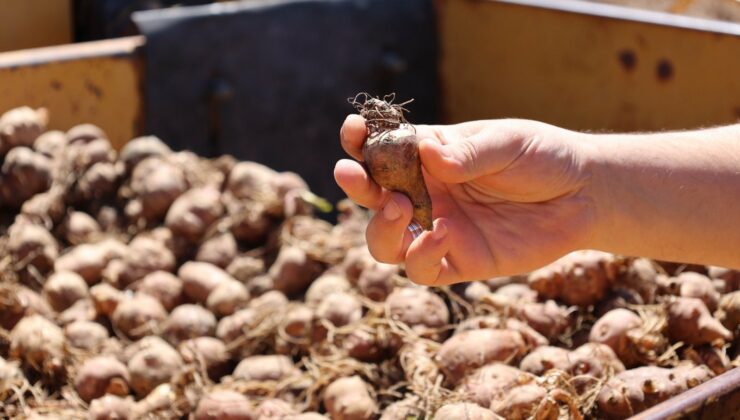Nevşehir’de Alternatif Ürün Hamlesi: Sulusaray’da Yer Elması Üretimi