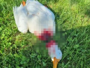 Avanos’ta İnsanlık Dışı Saldırı: Kazı Vahşice Öldürdüler