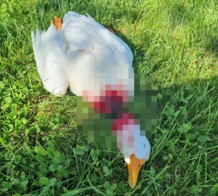 Avanos’ta İnsanlık Dışı Saldırı: Kazı Vahşice Öldürdüler