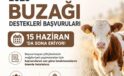 Buzağı Destekleme Başvurularında Son Gün 15 Haziran