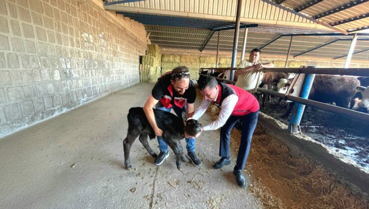 İthal Büyükbaş Hayvanlara Sağlık ve Kontrol Denetimi