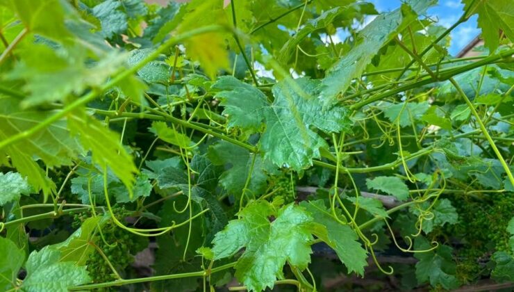 Ürgüp’ün Meşhur Üzüm Yaprağı Tezgâhlardaki Yerini Aldı