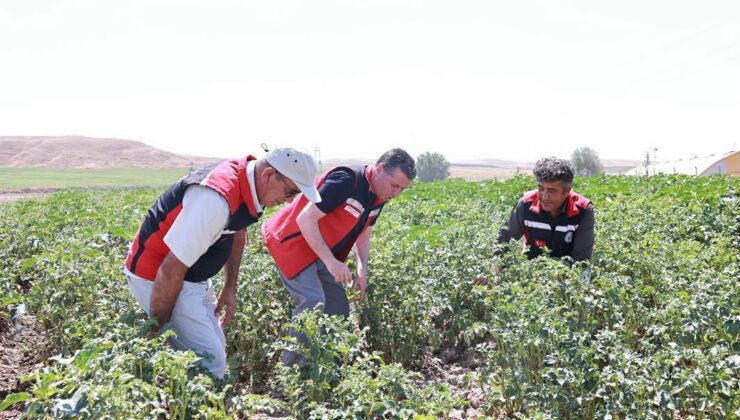 Verimli Patates Üretimi İçin Sahada İnceleme
