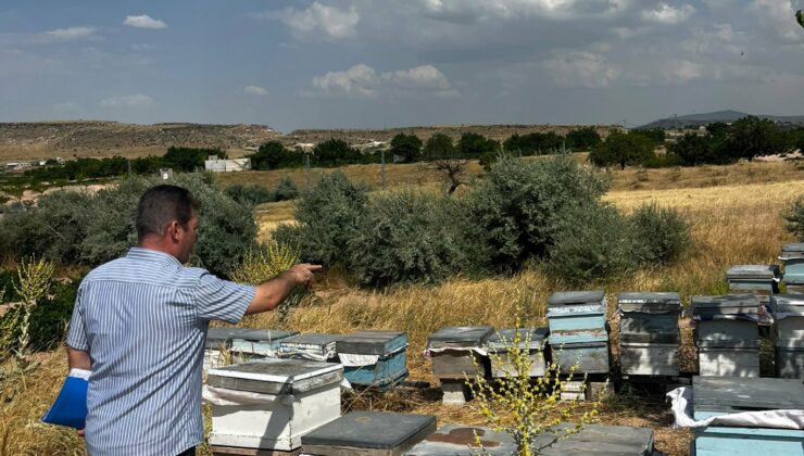 Nevşehir’de Arılı Kovan Denetimleri Aralıksız Devam Ediyor