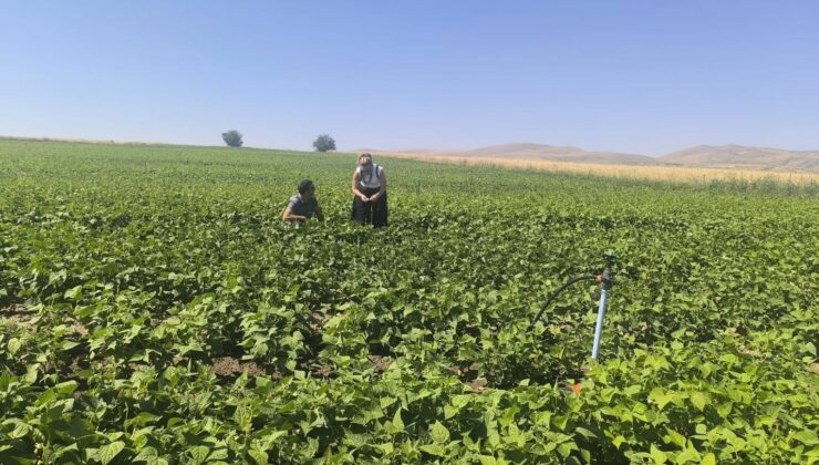 TAKE Projeleri Kapsamında Dağıtılan Hibeli Fasulye Tohumları Denetleniyor