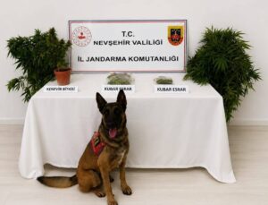 Nevşehir’de Uyuşturucuya Darbe: 248 Kök Kenevir Ele Geçirildi