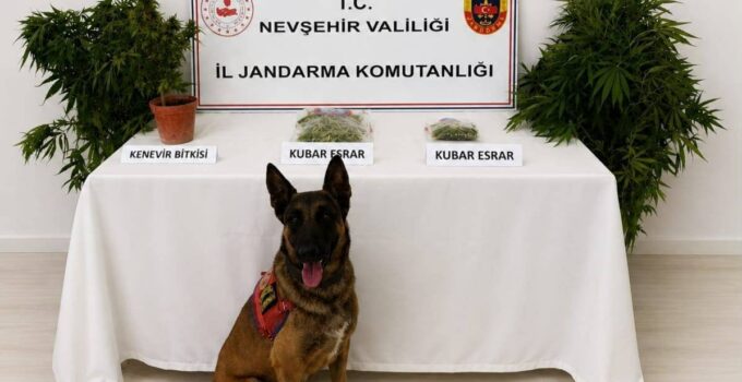 Nevşehir’de Uyuşturucuya Darbe: 248 Kök Kenevir Ele Geçirildi