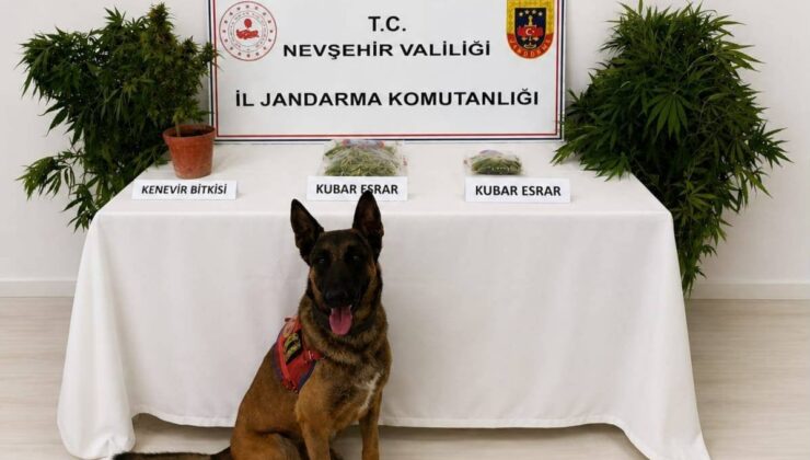 Nevşehir’de Uyuşturucuya Darbe: 248 Kök Kenevir Ele Geçirildi