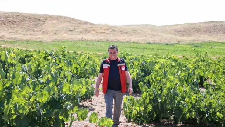 İl Müdürü Memiş Üzüm Bağlarında İncelemelerde Bulundu