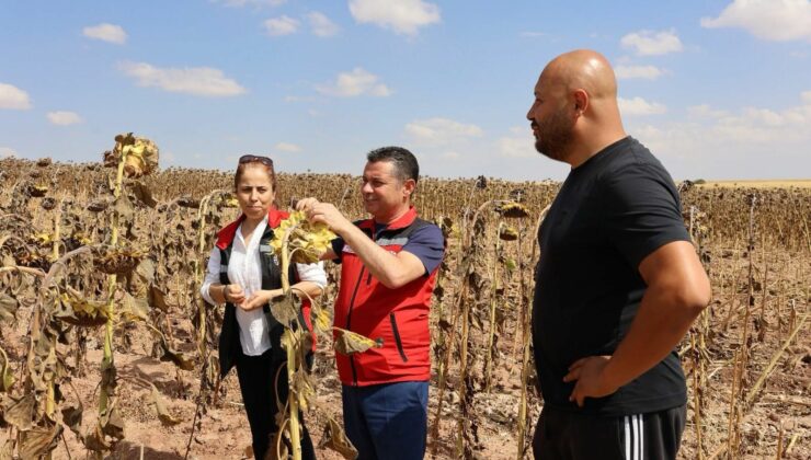 Nevşehir’de 11 Bin 300 Dekarda Ayçiçeği Hasadı