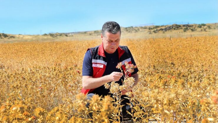 Nevşehir’de Aspir Hasadı Gerçekleştirildi