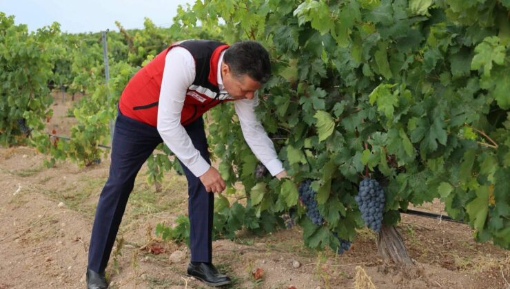 Üzüm Üreticilerinin Sorun ve Beklentileri Sahada Ele Alındı