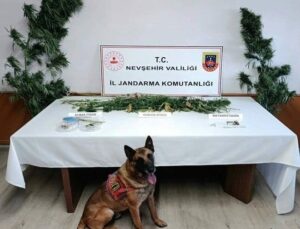 Nevşehir’de Jandarmadan Uyuşturucu Operasyonu